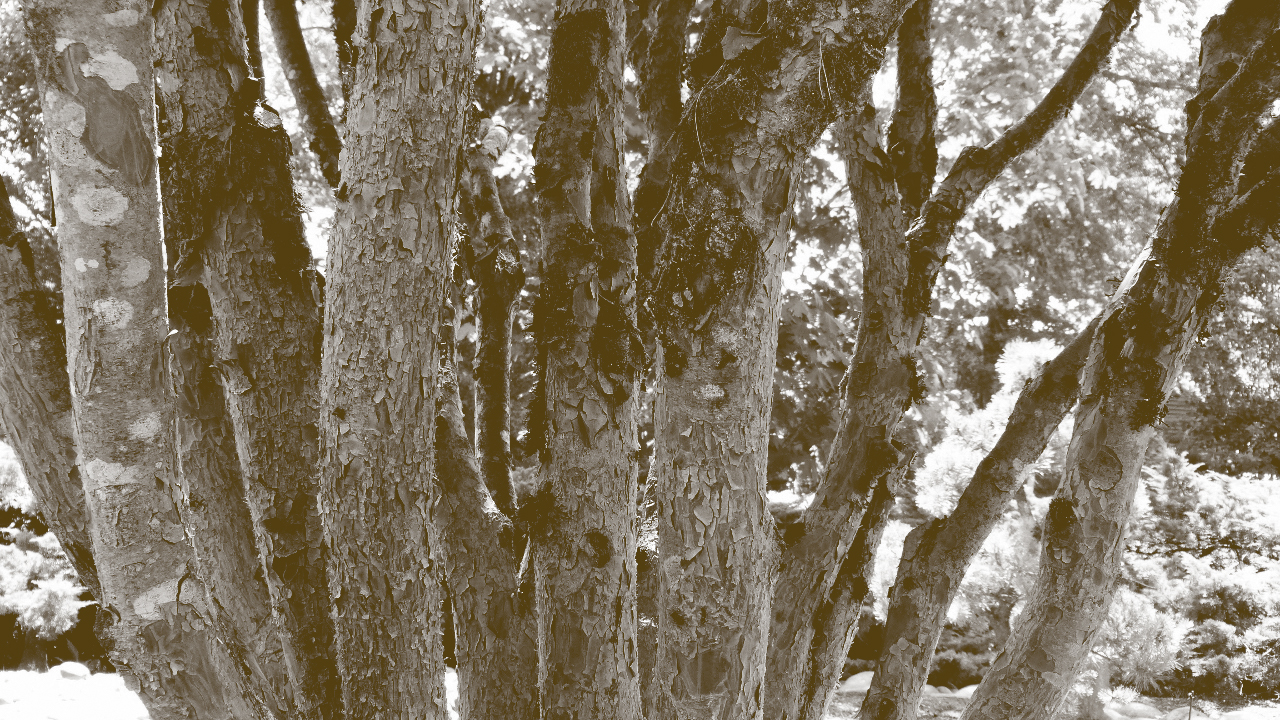 tree_back | Gresham Japanese Garden
