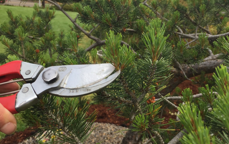 Introduction to Aesthetic Pruning Gresham Japanese Garden