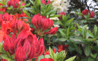 Spring 2018 Pruning Class