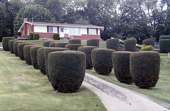 There are Better Ways to Prune Your Bushes