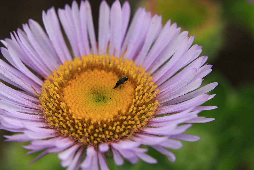 zinnia_bee