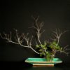 Ikebana for the Season