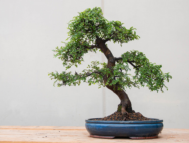bonzai_horz bonzai