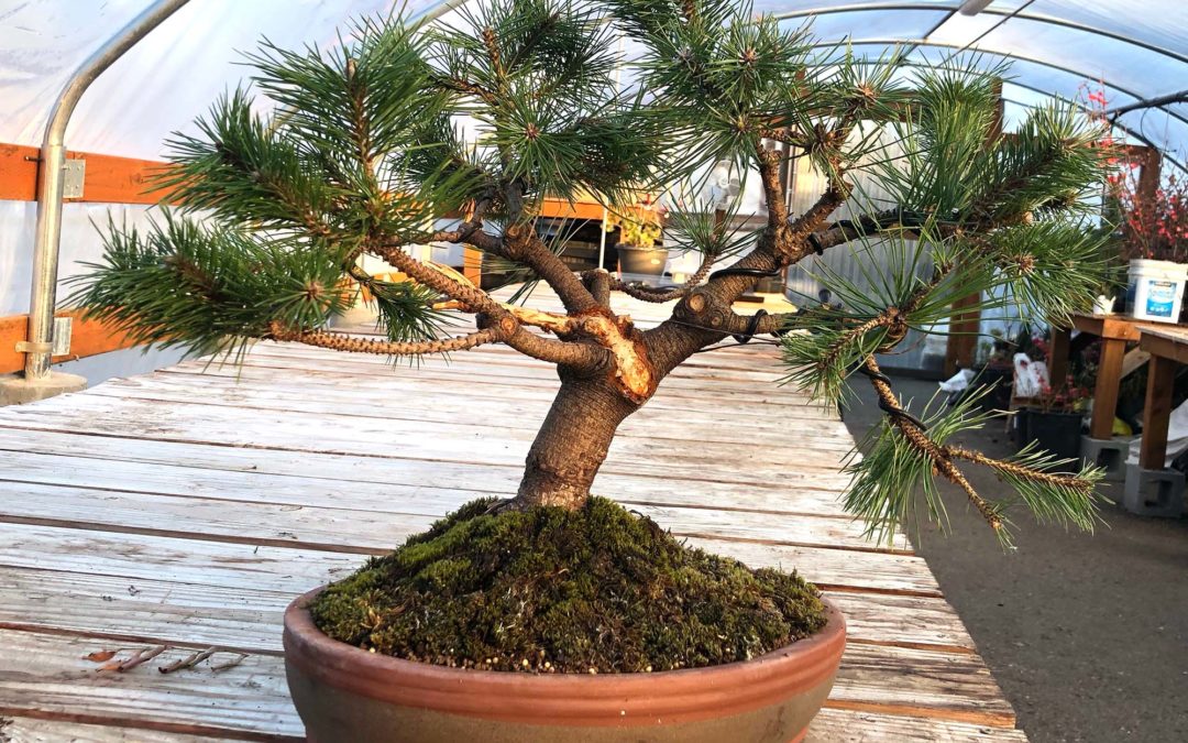 Red Pine Bonsai