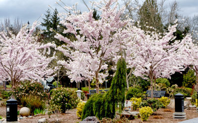 Sakura in Japanese Culture