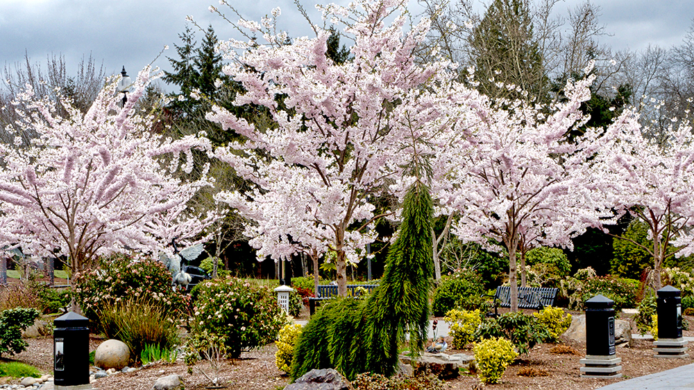 Sakura in Japanese Culture