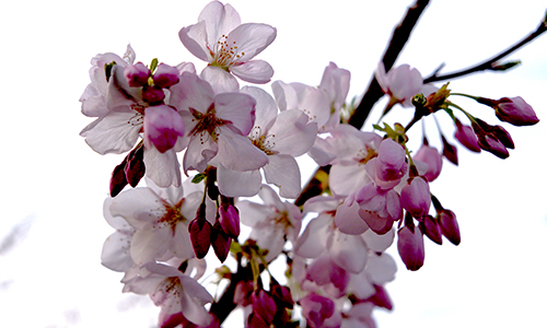 cherry-trees_web1