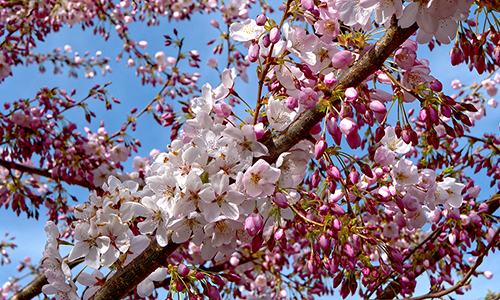 cherry-trees_web2