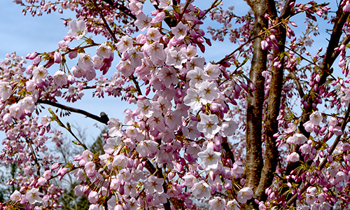 cherry-trees_web3