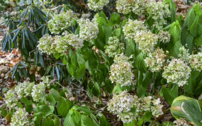 Watering Plants During a Heatwave