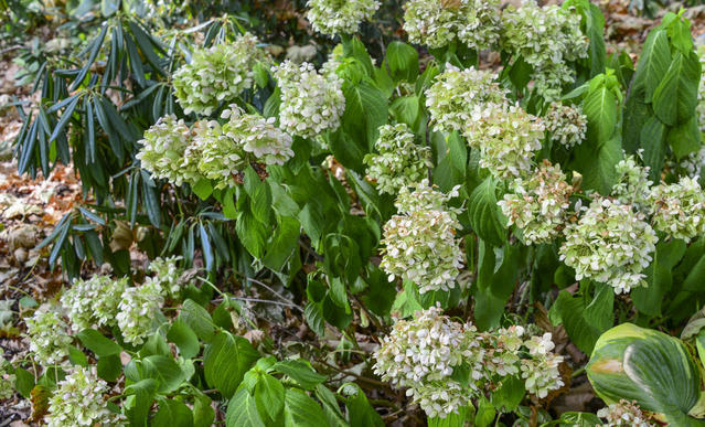 wilted plants