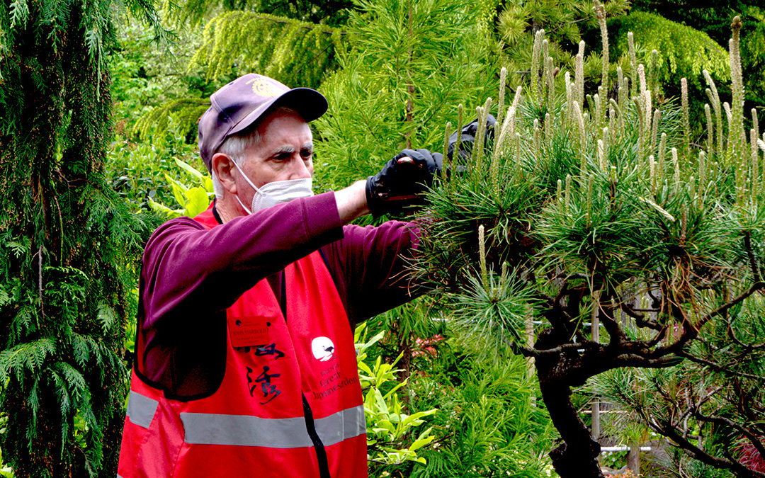 A Lesson on Pine Trees