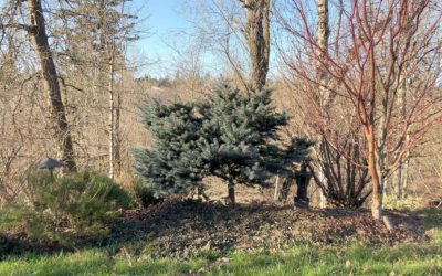 Pruning a Blue  Spruce