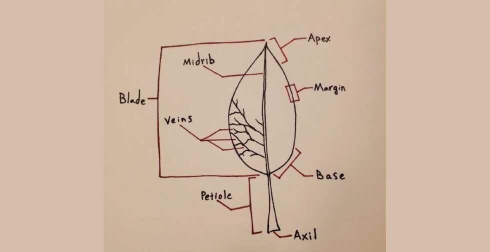 Fundamentals of Pruning Course Zoom Gresham Japanese Garden