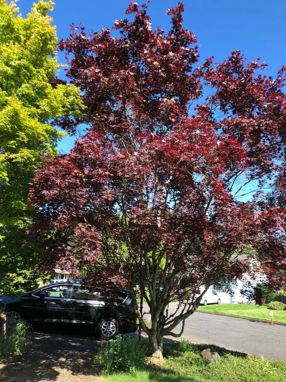 Structure Pruning Your Upright Japanese Maples Gresham Japanese Garden