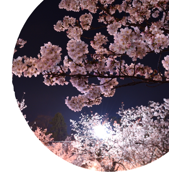 cherry blossoms at night time
