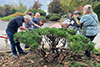 Laura-pruning3-web