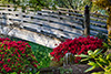 azaleas