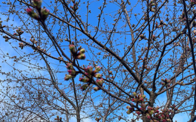 March 13, 2025 – 2