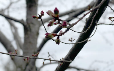 March 15