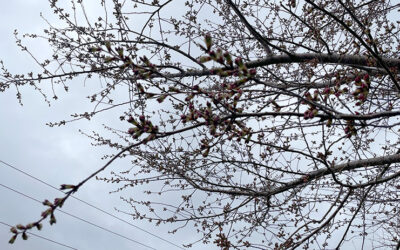 March 15