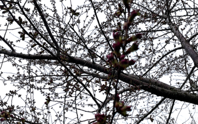 March 15