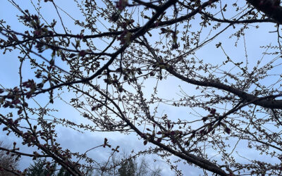 Thursday, March 20 – 8am
