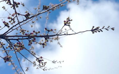 Monday, March 17 – 4pm