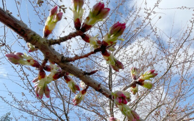 Monday, March 17 – 4pm