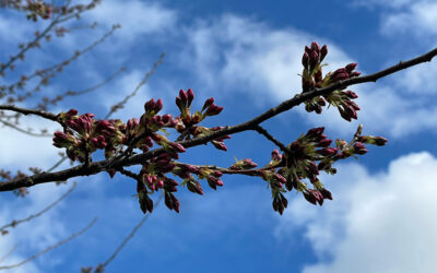 Tuesday, March 18 – 3pm