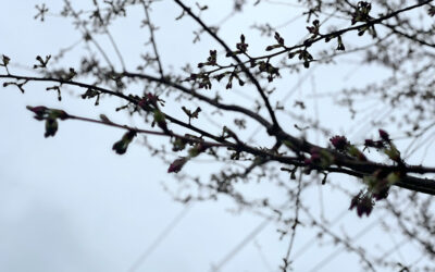 March 21 – 9am