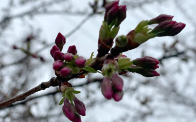 March 21 – 9am