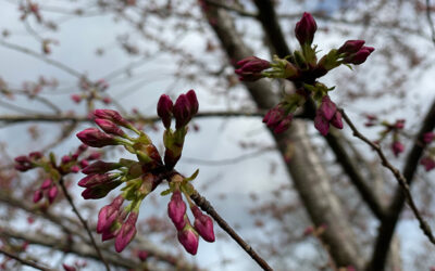 Saturday, March 22 – 1pm