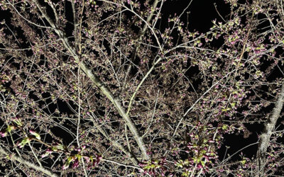 Saturday, March 22 – 8:30pm