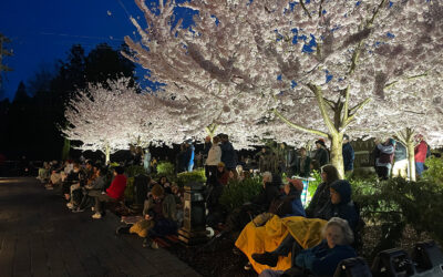 Yozakura Festival – March 29