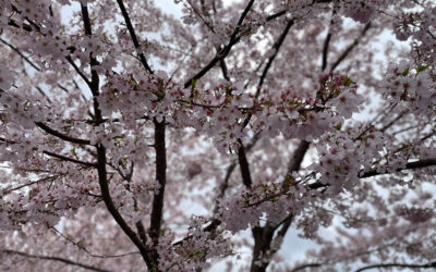 Wednesday, April 2